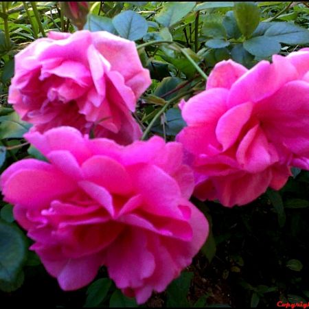 Trandafiri roz